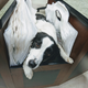 Illustration for article titled Fur Face Friday - Post Halloween Hangover Edition